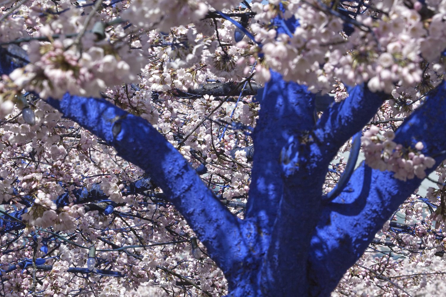 'The Blue Trees' to bring awareness to deforestation at Westlake Park ...