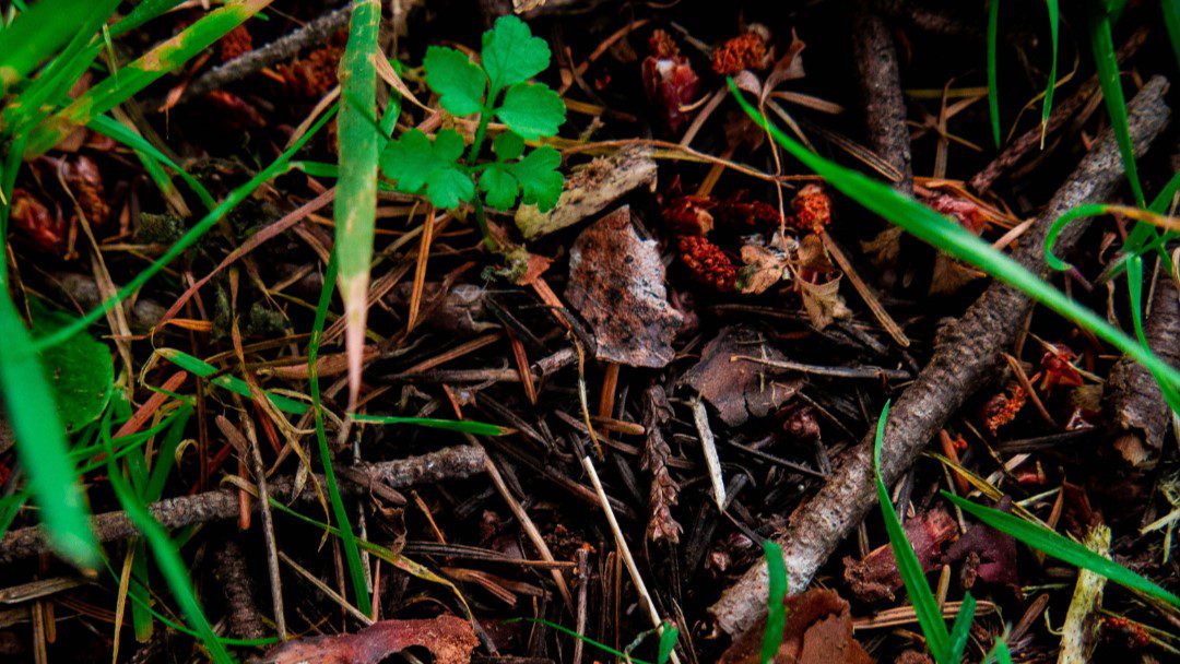 a clover growing in the dirt